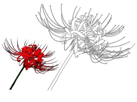 Ликорис Паучья Лилия Токийский гуль