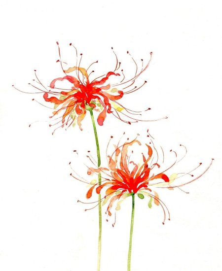 Хиганбана ликорис