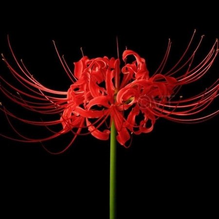 Хиганбана ликорис