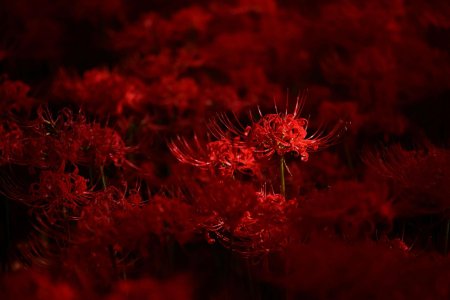 Хиганбана ликорис