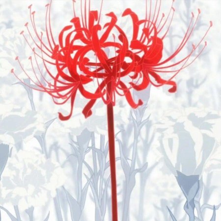 Хиганбана ликорис