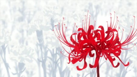 Хиганбана ликорис