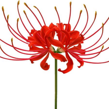 Хиганбана ликорис