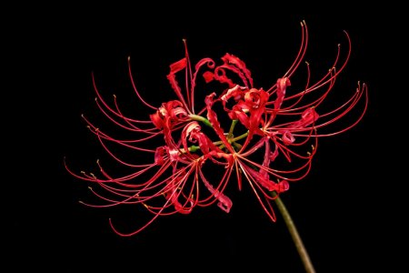 Хиганбана ликорис