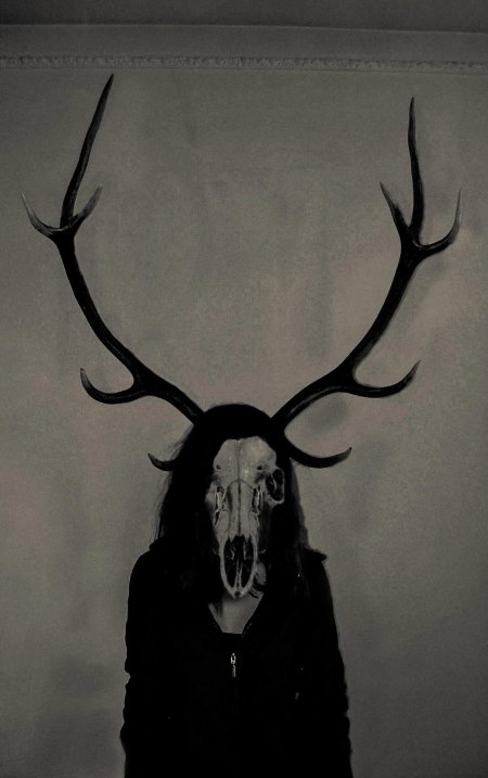 Череп оленя с рогами