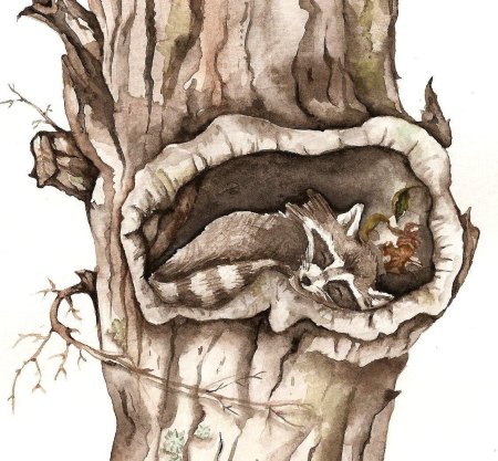 Нора в дереве