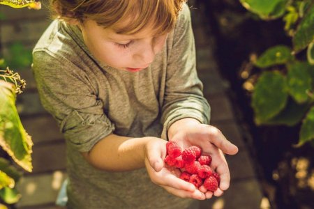 Дети собирают ягоды