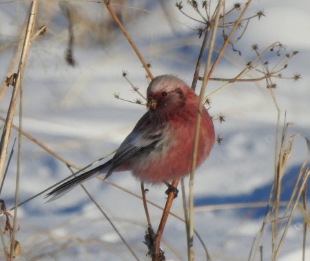 Сибирский урагус птица