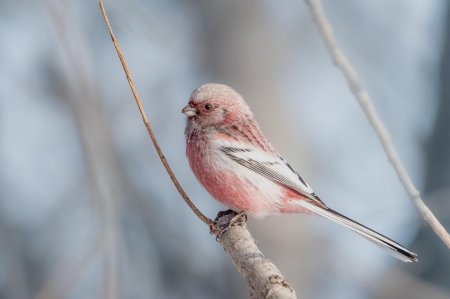Сибирский Снегирь урагус