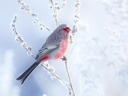 Снегирь урагус