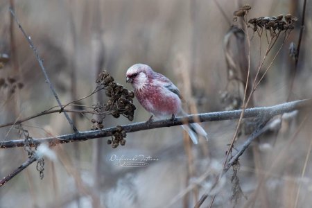 Урагус щегол