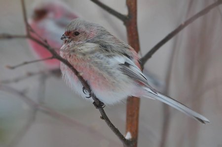 Длиннохвостая чечевица урагус