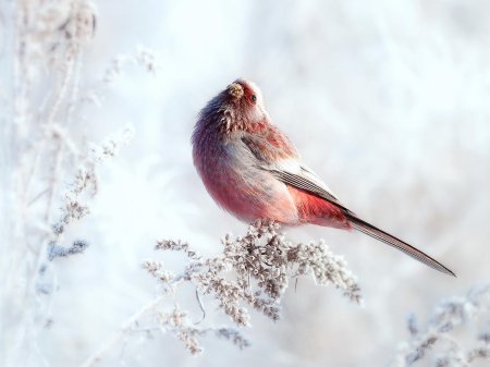 Урагус длиннохвостый