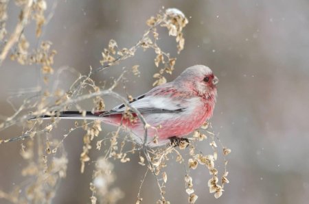 Снегирь урагус