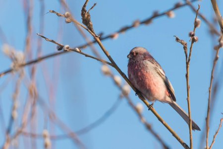 Длиннохвостая чечевица урагус