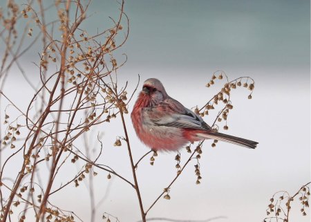 Длиннохвостая чечевица урагус