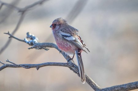 Птицы Сибири урагус