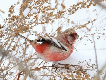 Длиннохвостая чечевица урагус