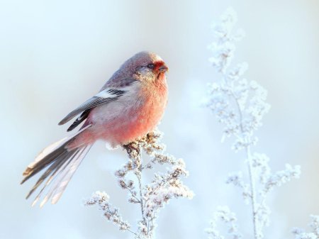 Урагус длиннохвостый Снегирь