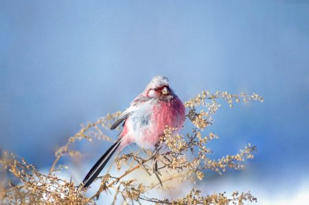 Урагус щегол