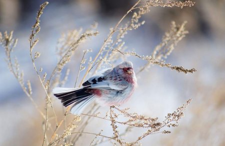 Снегирь урагус