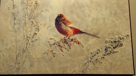 Урагус Сибирский птица фото