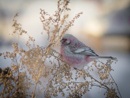 Урагус птица