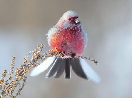 Урагус длиннохвостый Снегирь