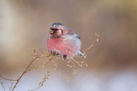 Снегирь урагус