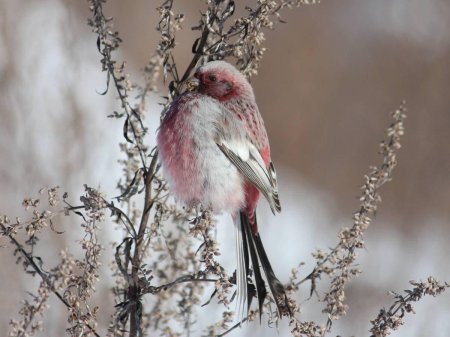 Урагус щегол
