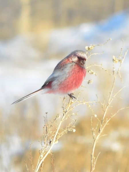 Урагус сибирикус