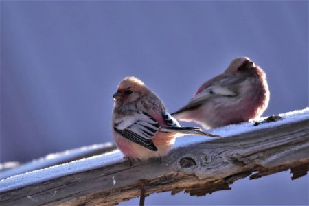 Длиннохвостая чечевица урагус