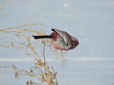 Сибирский урагус птица