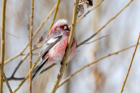 Урагус щегол