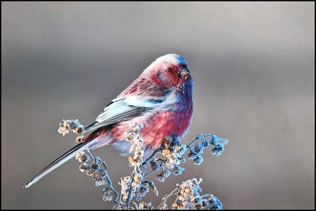 Урагус длиннохвостый Снегирь