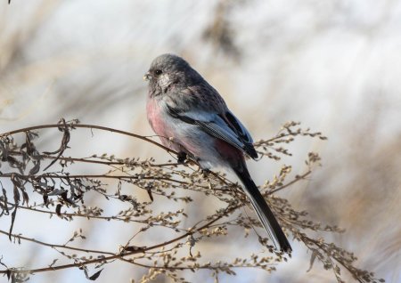 Урагус щегол