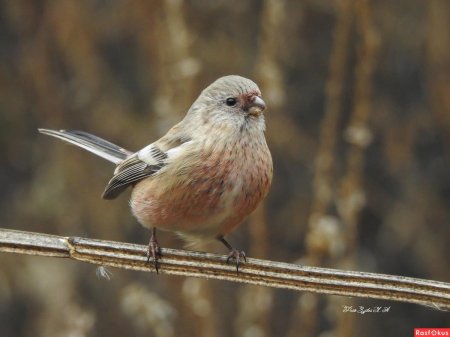 Урагус длиннохвостый Снегирь