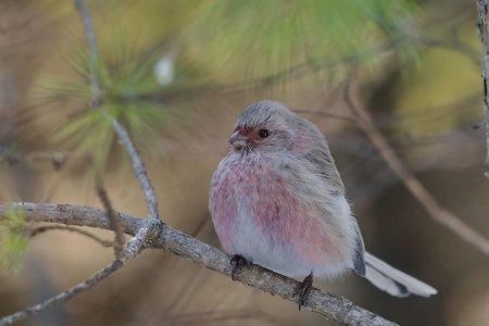 Урагус длиннохвостый