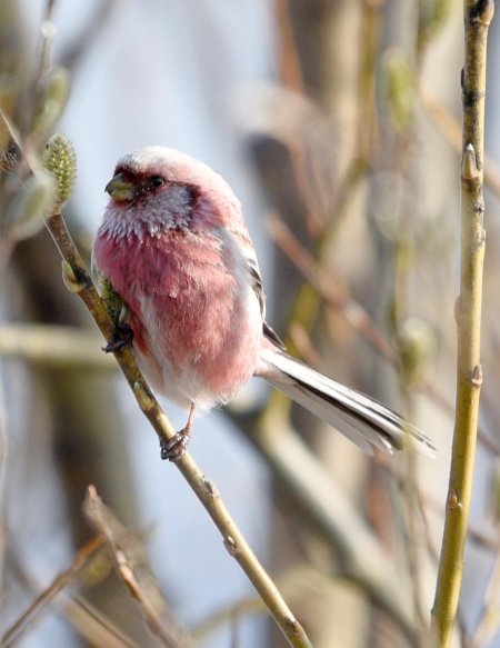 Урагус щегол