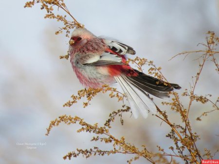 Урагус длиннохвостый Снегирь