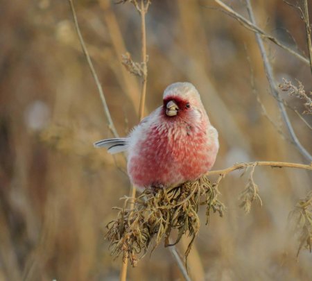 Сибирский урагус