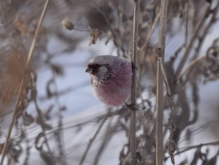 Урагус гнездо