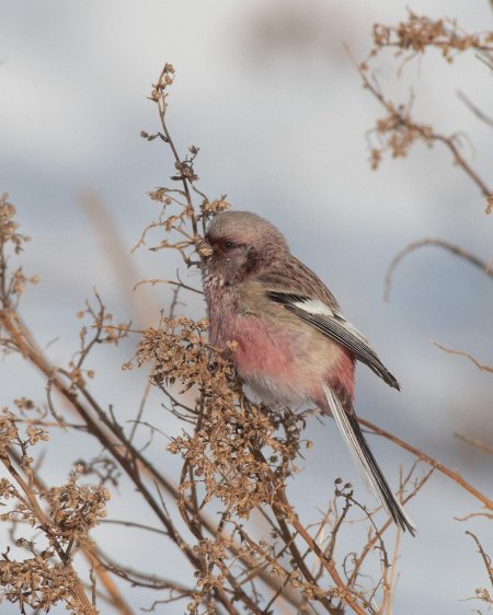 Урагус сибирикус