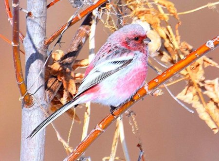 Сибирский Снегирь урагус