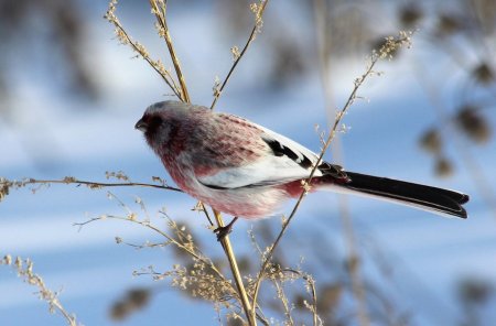 Урагус зегол