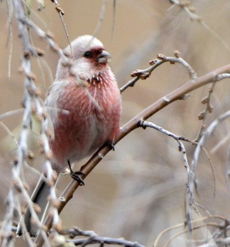 Сибирский урагус