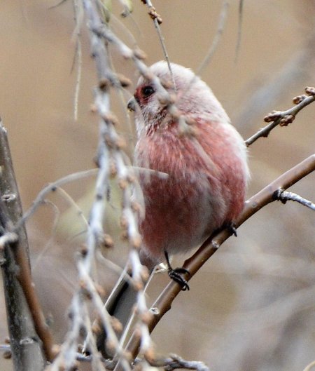 Снегирь урагус