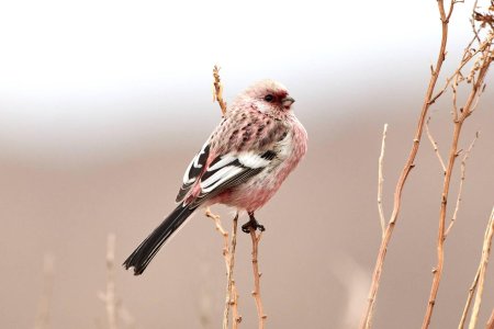 Урагус щегол