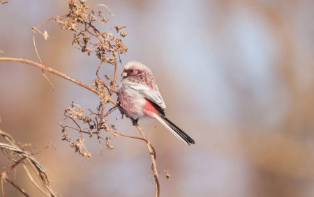 Снегирь урагус