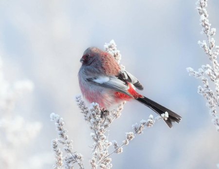Сибирский Снегирь урагус